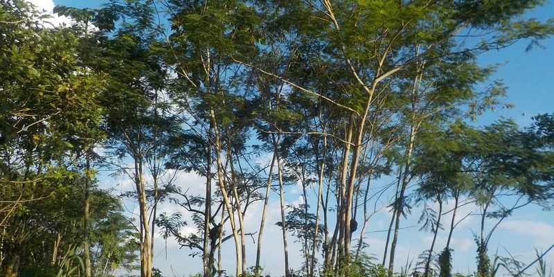 La déforestation menace la santé de la forêt amazonienne en Colombie 