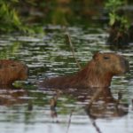 capybara29022024