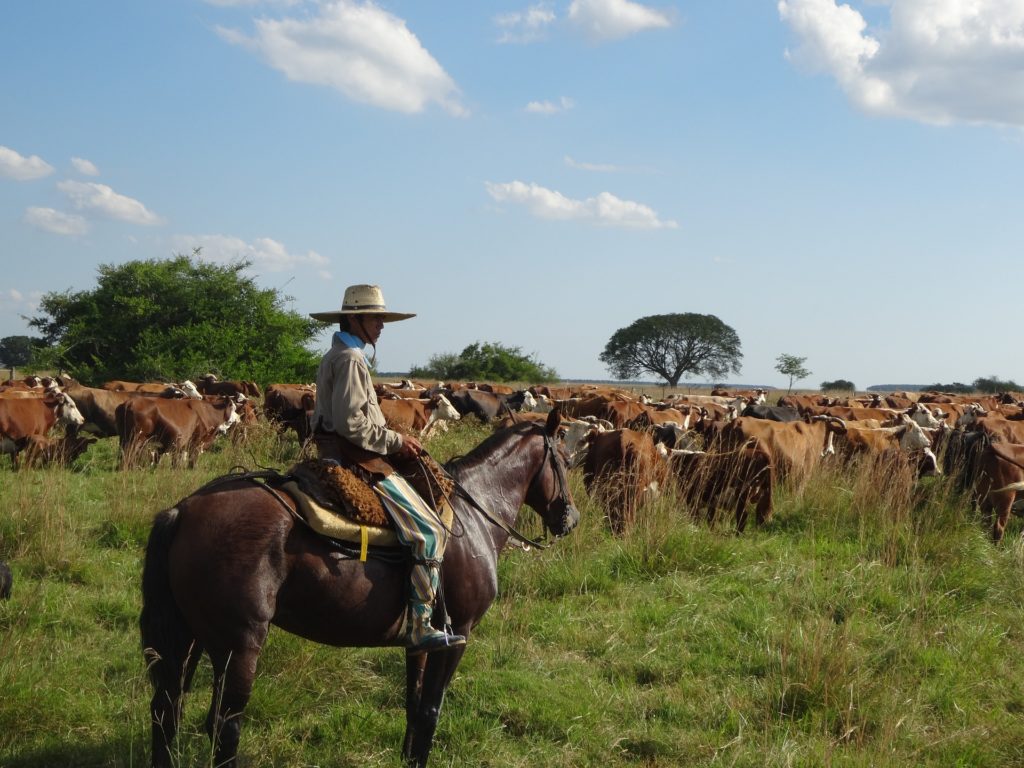 Accord UE-Mercosur : Quels enjeux pour l'agriculture européenne ?