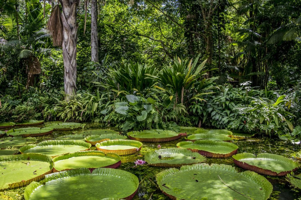 Joe Biden, premier président américain à visiter l'Amazonie, réaffirme l'engagement des États-Unis pour la préservation de ce trésor écologique mondial.